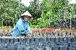 Cao su giống thời mủ rớt giá (Bài 1)